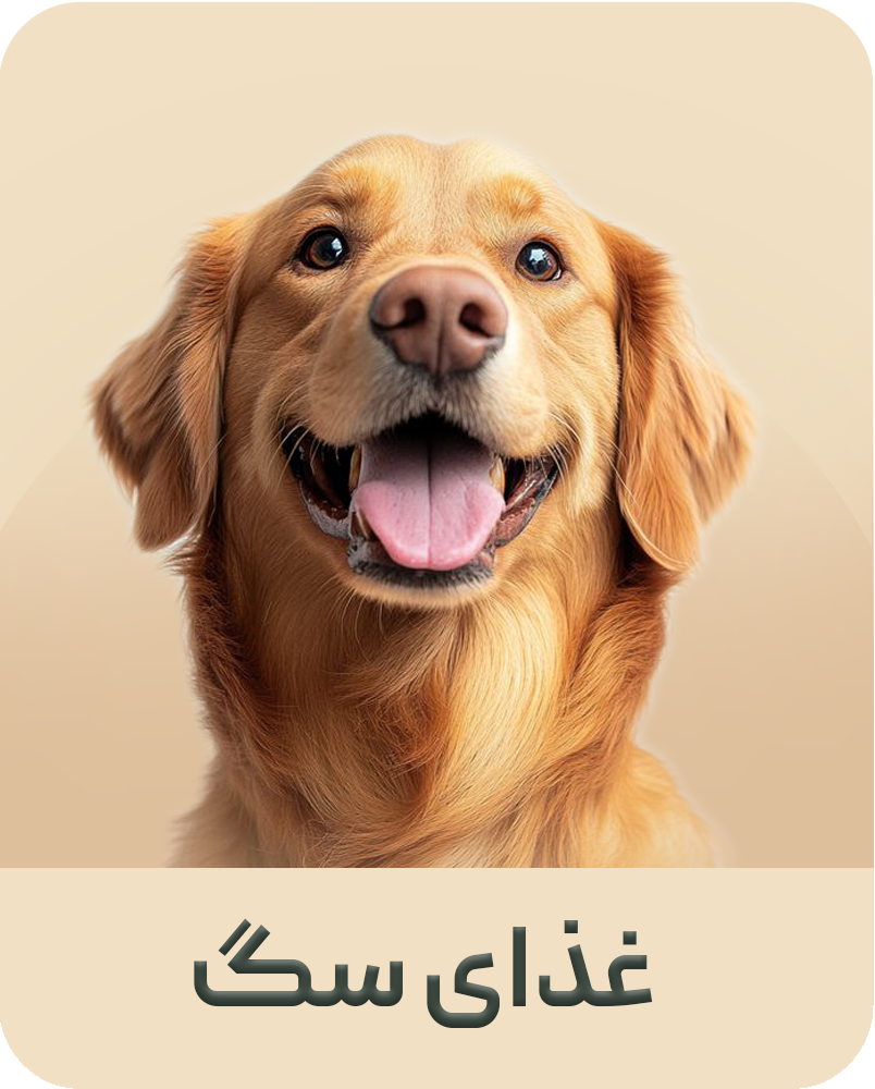 غذای خشک سگ