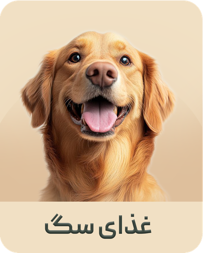 غذای خشک سگ